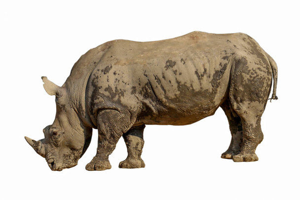 Белый носорог большая анальная дикая природа после игры грязь грязь на коже (На белом фоне есть путь) - Фото, изображение