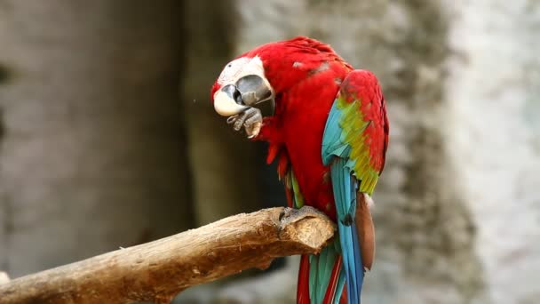 Close up macaw bird in chiangmai Thailand - Footage, Video