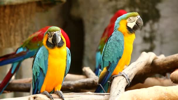 Κοντινό πουλί macaw σε chiangmai Ταϊλάνδη  - Πλάνα, βίντεο
