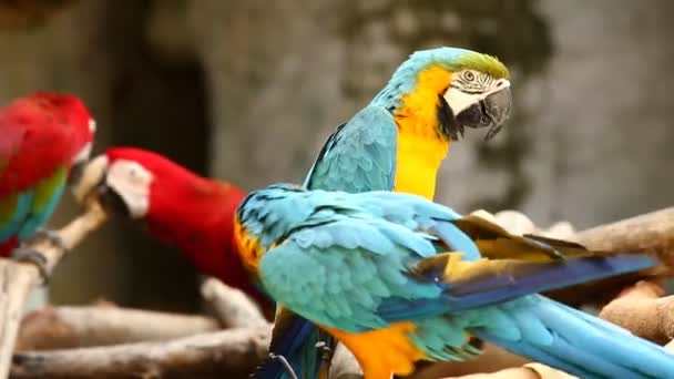Aves guacamayos en chiangmai Tailandia - Imágenes, Vídeo