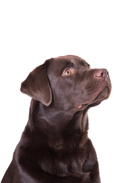 Labrador de chocolate
 - Foto, Imagem