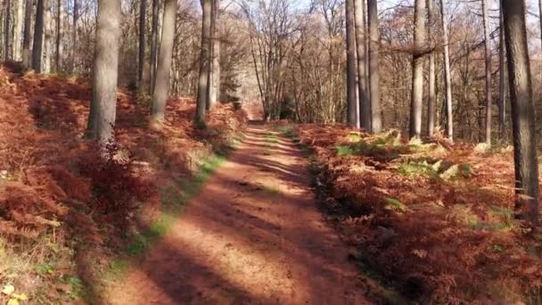 piękna autum leśna ścieżka w słońcu w 4k - Materiał filmowy, wideo
