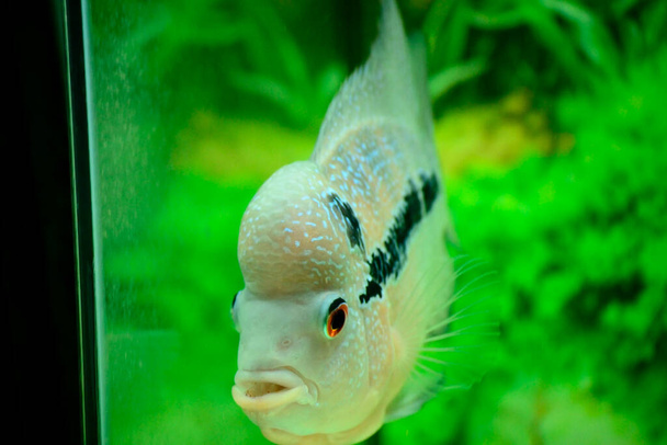 Flowerhorn é um dos peixes ornamentais mais conhecidos mantidos em aquários por causa da cor vívida de suas escamas e seus solavancos cabeça distintamente forma apelidado de "solavancos escuros" - Foto, Imagem