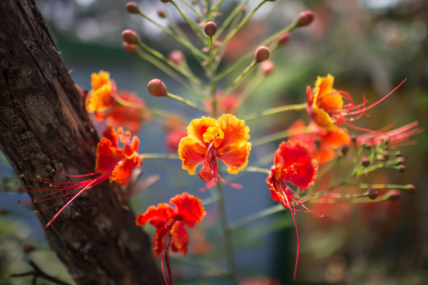 Lähikuva Red Flamboyant kukka, liekki puu, Royal Poinciana - Valokuva, kuva