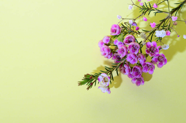 mooie bloemen op heldere achtergrond, lenteconcept, close view   - Foto, afbeelding