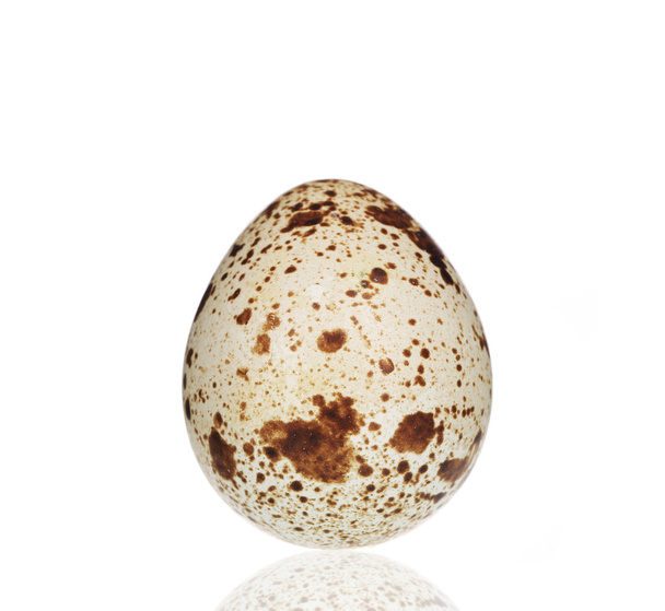 Single quail egg. - Foto, Imagen