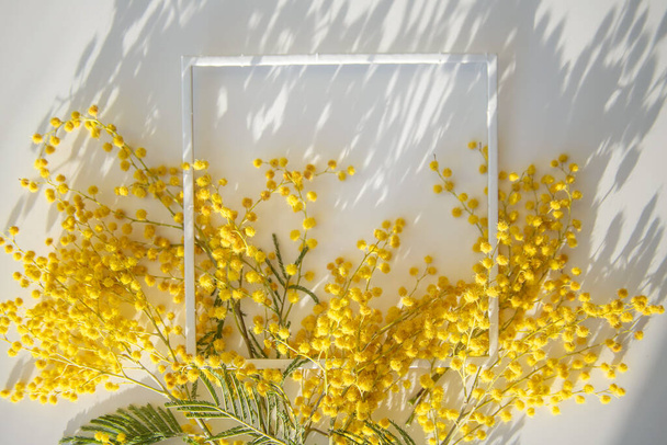 Una rama de mimosa sobre un fondo claro, sombras de flores, filmadas en un día soleado, enfoque selectivo. - Foto, imagen