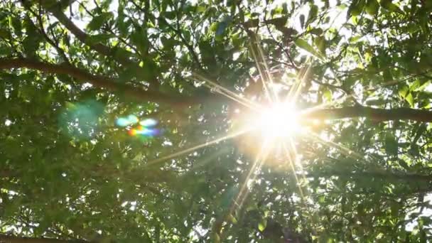 Bladeren van boom bewegen met zonlicht, Chiangmai Thailand - Video