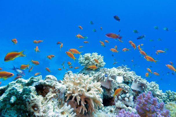 ile egzotik sert ve yumuşak mercanlar mercan kayalığı anthias mavi su arka planda tropikal Deniz dibinde balıklar - Fotoğraf, Görsel