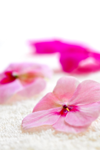 Gentle flower on luxury towel - Φωτογραφία, εικόνα