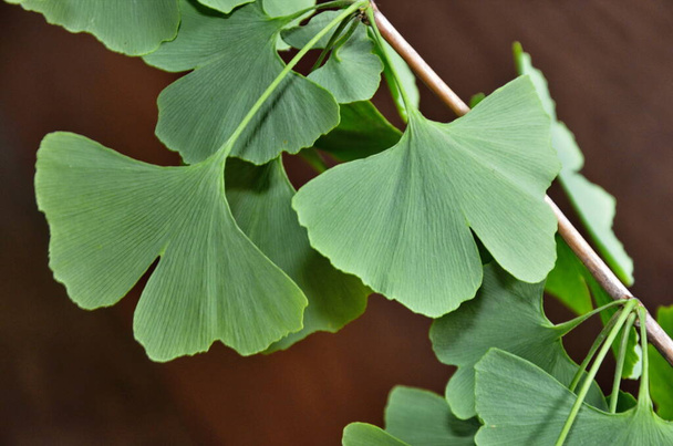 Ginkgo (Ginkgo biloba), znany również jako ginkgo lub gingko.Close się świeże żywe liście miłorzębu zielonego (Yin Xing). Naturalne tło liści. Symbol Ying Yang - Zdjęcie, obraz