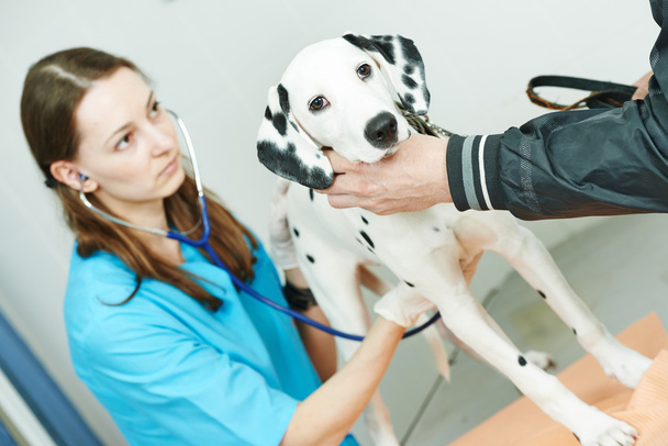 Tierarzt behandelt Hund - Foto, Bild