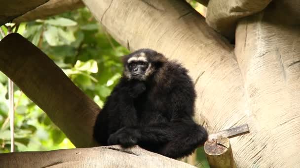 Gibbon assis sur un arbre en Thaïlande - Séquence, vidéo