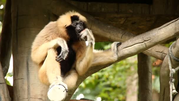Gibbon assis sur un arbre en Thaïlande - Séquence, vidéo