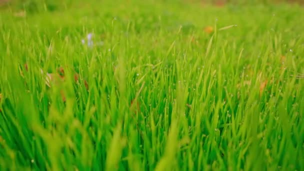 świeży jasny trawnik po deszczu - Materiał filmowy, wideo