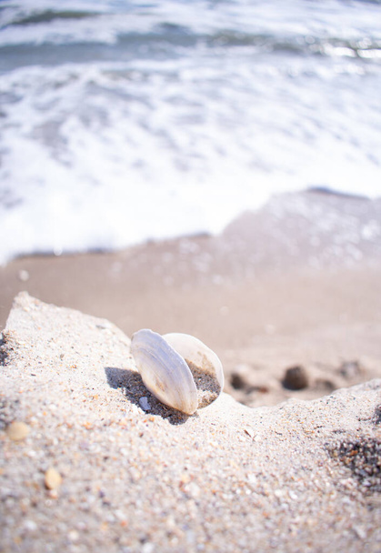 concha de mar en la playa de cerca - Foto, Imagen