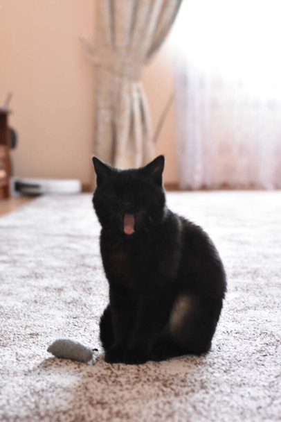 димчастий британський кіт позіхає відкриваючи рот
 - Фото, зображення