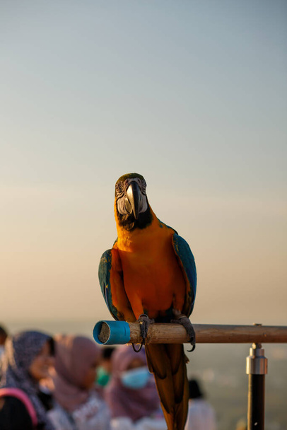 Папуга Macaws сидів на дерев'яній залізниці. На виставці птахів. - Фото, зображення
