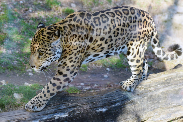 Jaguar im Zoo Salzburg, Österreich, Europa - Foto, Bild