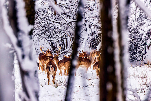 szarvas bujkál az erdőben télen - Fotó, kép