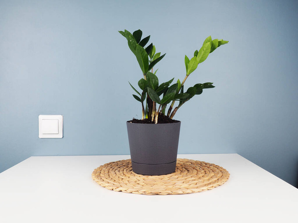 Una planta en maceta verde sobre una mesa, contra una pared azul con una roseta. - Foto, Imagen