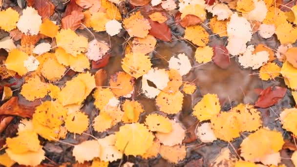 Színes levelek szőnyege az erdőben az őszi évszakban eső után - Felvétel, videó