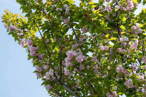 Sakura-Blüten - Foto, Bild