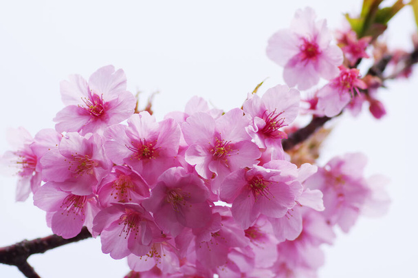 Цветение сакуры, символизирующее Японию - Фото, изображение