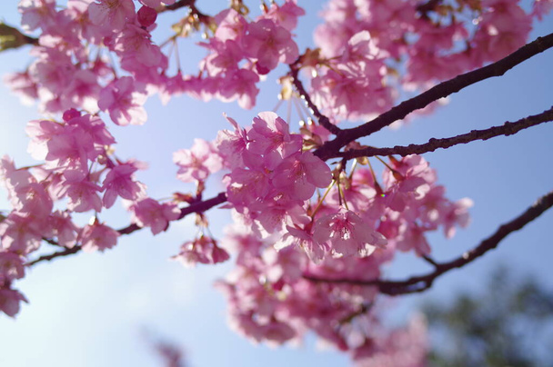 Fleurs de cerisier en pleine floraison qui symbolisent le Japon - Photo, image