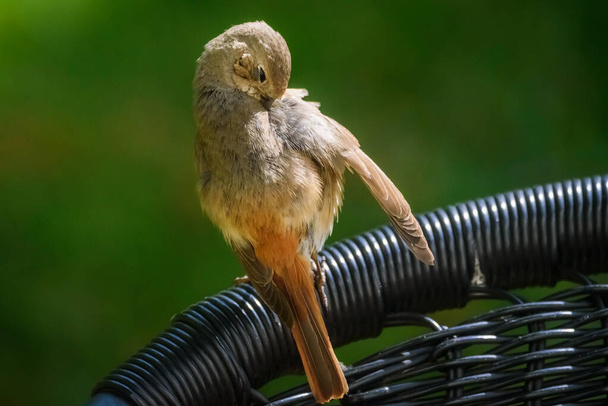 Photo de mise au point sélective. Oiseau roux commun sur chaise dans le jardin. - Photo, image