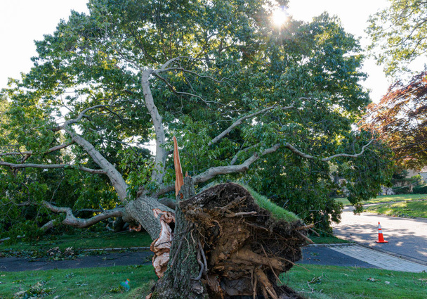 Глядя на дерево, которое было взорвано во время шторма с его корнями, торчащими в воздухе и лежащими через дорогу. - Фото, изображение