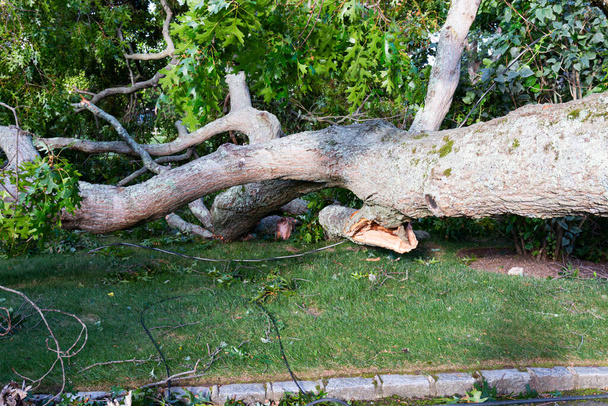 Myrskyn aikana kaatunut puu kaataa sähkö- ja kaapelilankoja ja makaa etupihalla asuinalueella.. - Valokuva, kuva