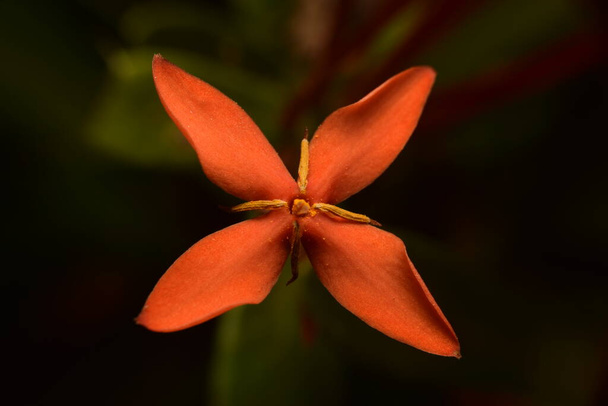Κόκκινο λουλούδι Ixora cocccinea μακρό πλάνο. - Φωτογραφία, εικόνα