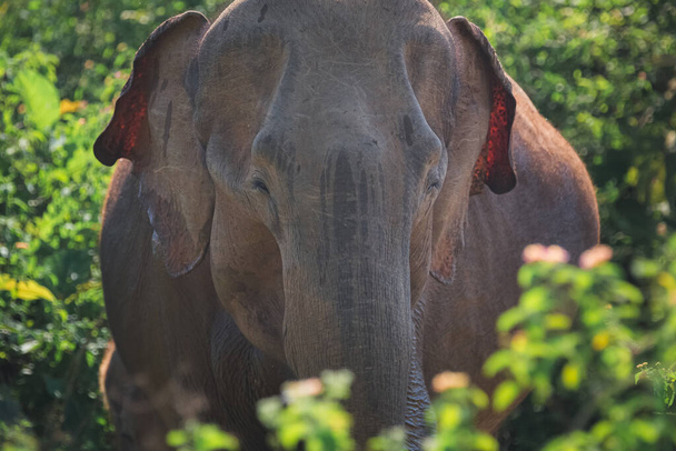 Elephas maximus maximus, subespecie del elefante asiático en la selva del Parque Nacional Udawalawe, Sri Lanka. - Foto, Imagen
