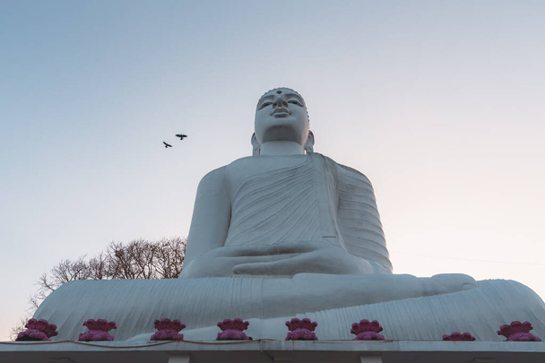 Estatua gigante de Buda blanco en Sri Maha Bodhi Viharaya, un templo budista en Bahirawakanda al atardecer o al amanecer en Kandy, Sri Lanka. - Foto, imagen
