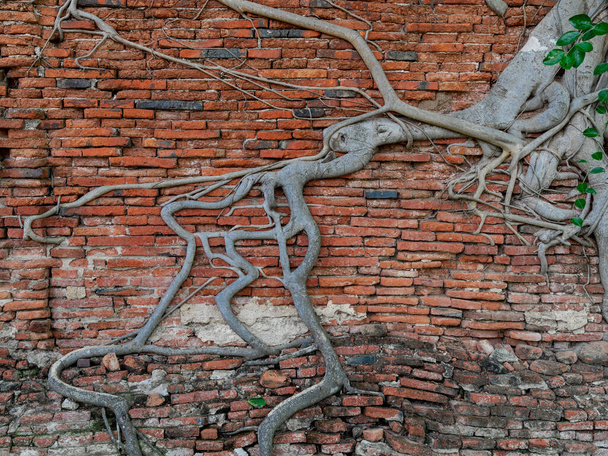 raíces del árbol de Banyan en la pared de ladrillo rojo agrietado viejo, patrón de raíz que ancla la raíz parasitaria en el fondo de la pared en templo buddhist Wat Phra Mahathat en Ayutthaya, Tailandia - Foto, Imagen