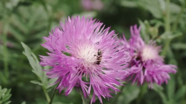 Pszczoła zbiera nektar z niebieskich kwiatów, w ogrodzie - Materiał filmowy, wideo