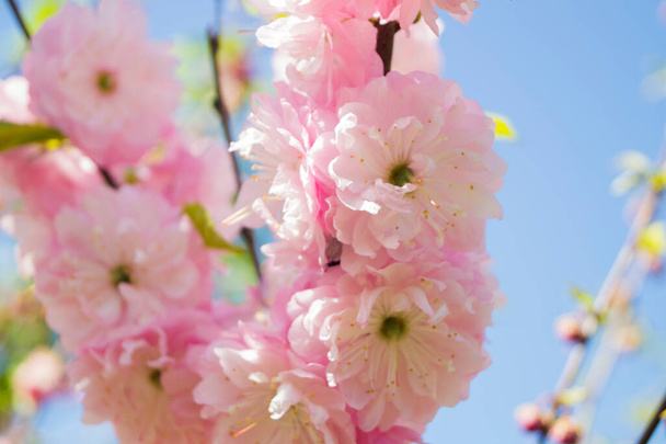 flowering almond flower in the garden, ornamental flowerbed plant. Photo in the natural environment. - Photo, Image
