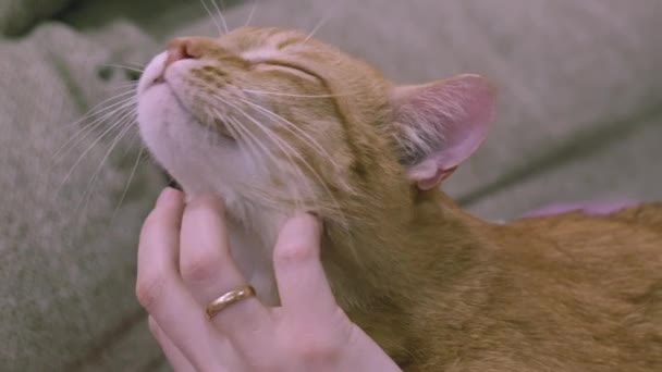 Close-up of a female hand caressing a ginger cat. Cat caresses close-up - Footage, Video