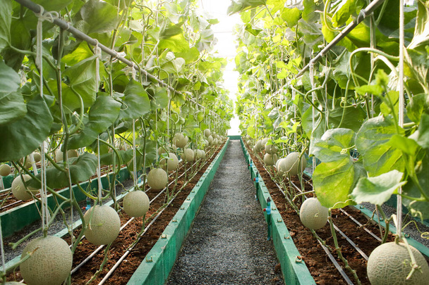 Landwirtschaftskonzept. Melonenfarm in großen Gewächshäusern. Verwenden Sie moderne Technologien, um Pflanzen anzubauen, die nicht toxisch sind. Moderne Landwirtschaft, Smart Farm - Foto, Bild