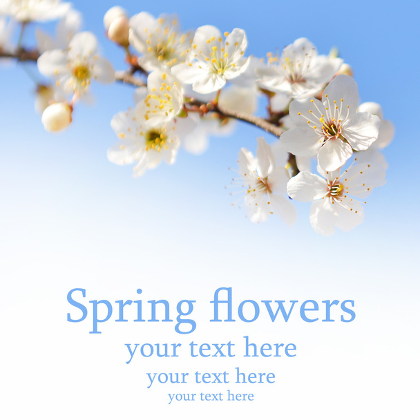 Bahar çiçekleri - Fotoğraf, Görsel
