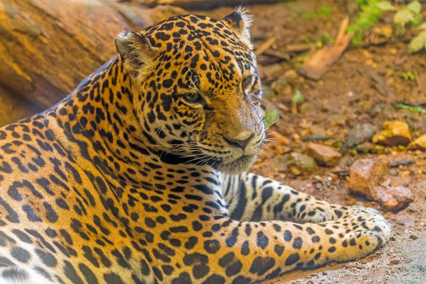Jaguar - Foto, Bild