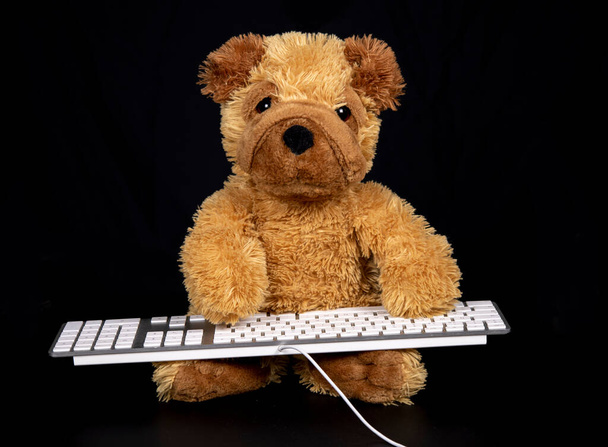Teddy dog typing on keyboard - Photo, Image