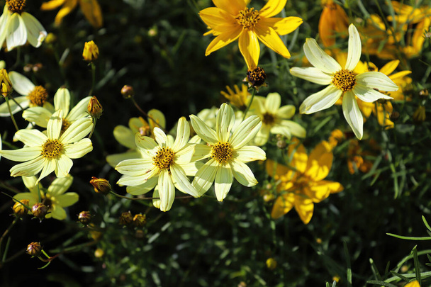 Yellow and cream tickseed flowers in a garden - Photo, Image