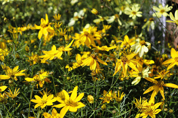 Side view of tickseed flowers in a tight flowerbed - Photo, Image