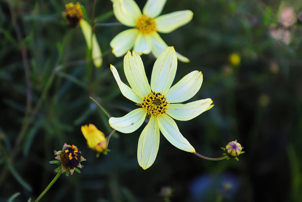 Detailní záběr na květy klíšťat, které rostou v létě - Fotografie, Obrázek