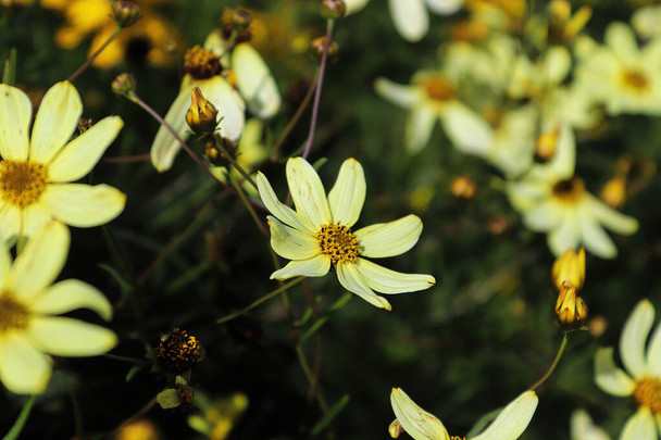Closeup of tickseed flowers growing in the summer - Photo, Image