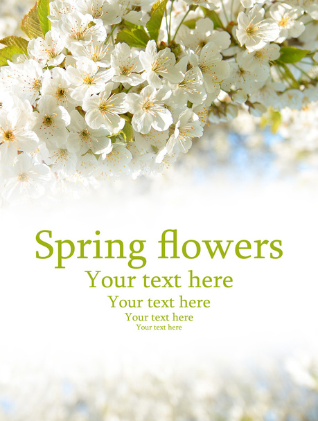 spring flowers - Foto, Bild