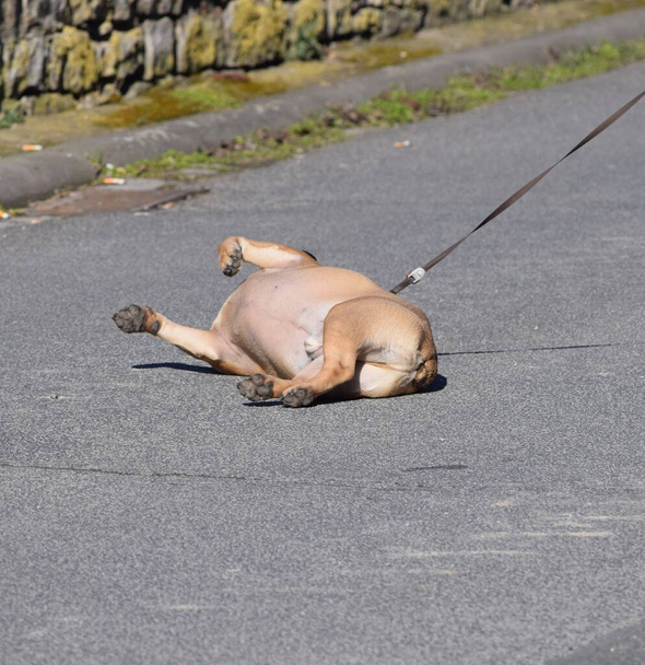 paresseux rouleaux de chien sur la rue - Photo, image