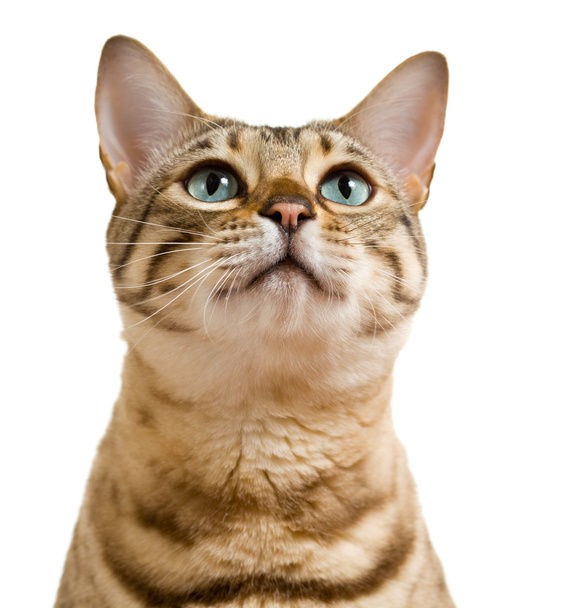 Bengala gato olhando com implorando olhar
 - Foto, Imagem